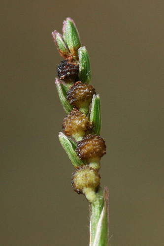 Hackelochloa granularis