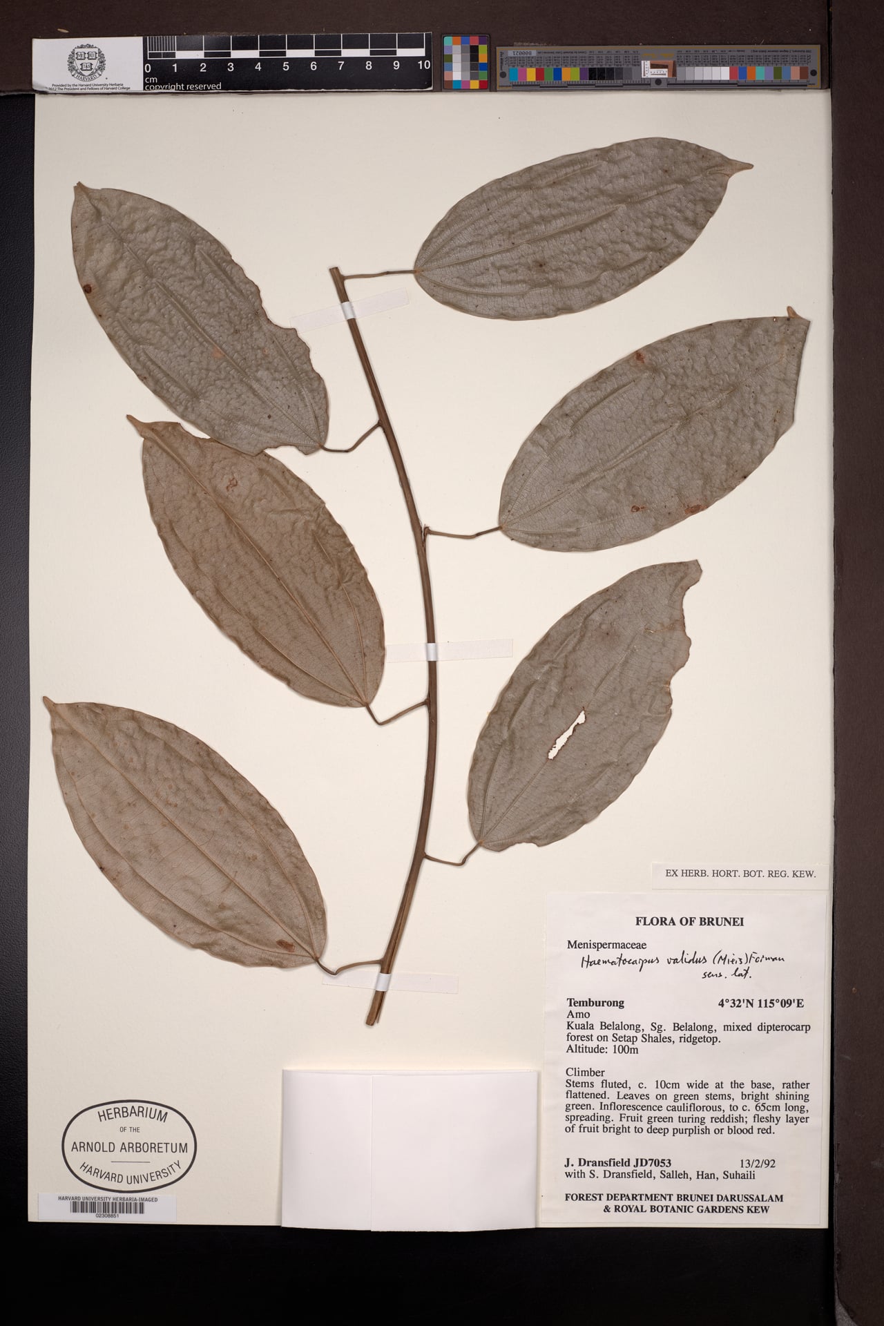 Haematocarpus validus — photo