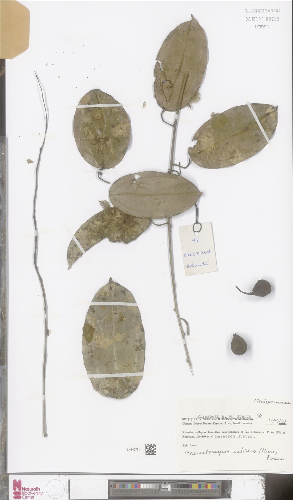 Haematocarpus validus