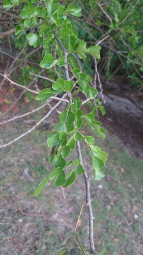 Haematoxylum campechianum (Logwood) — photo