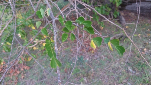 Haematoxylum campechianum (Logwood) — photo