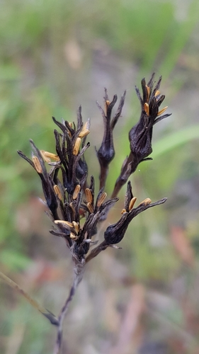 Haemodorum corymbosum