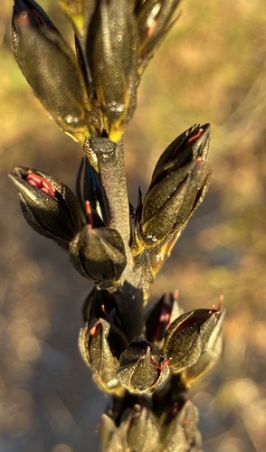 Haemodorum spicatum