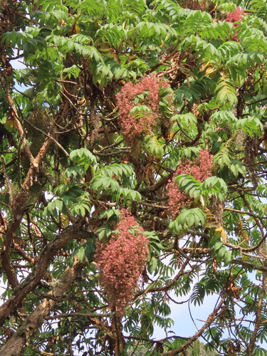 Hagenia abyssinica