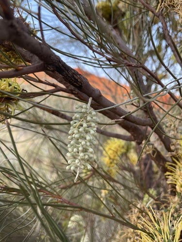 Hakea chordophylla (Northern Corkwood) — photo