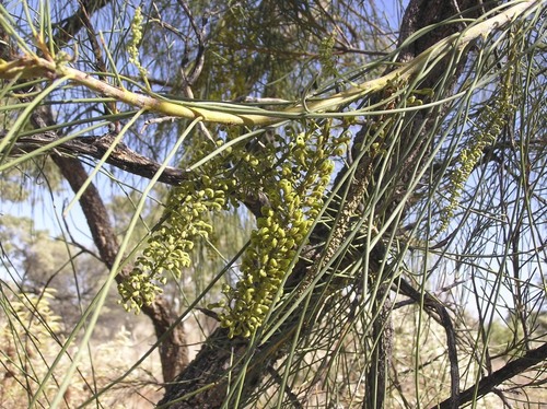 Hakea chordophylla