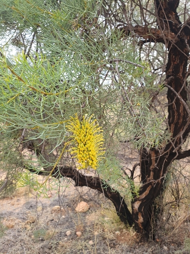 Hakea divaricata (Fork-leafed Corkwood) — photo