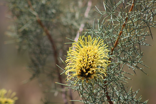 Hakea divaricata