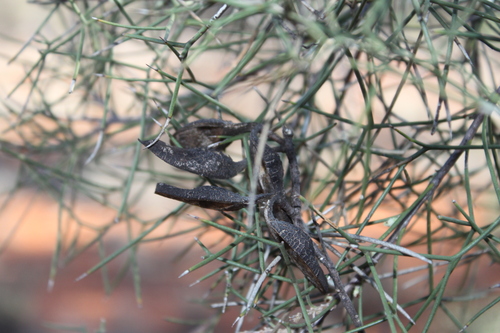 Hakea ivoryi (Corkbark Tree) — photo
