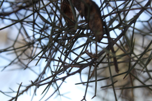 Hakea ivoryi (Corkbark Tree) — photo