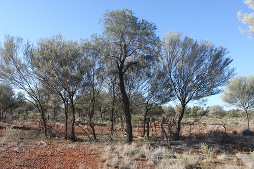 Hakea ivoryi