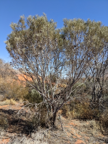 Hakea leucoptera (Needlebush) — photo