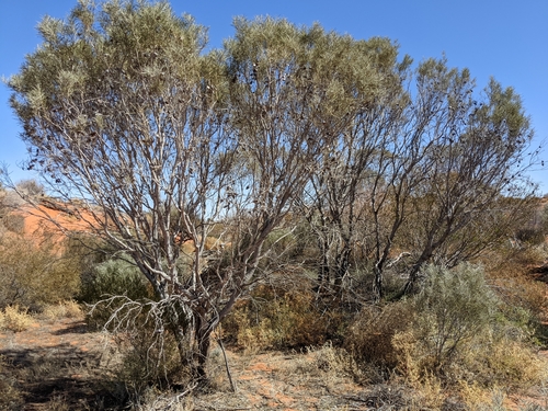 Hakea leucoptera (Needlebush) — photo