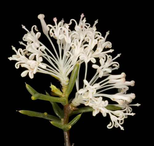 Hakea lissocarpha (Honey bush) — photo