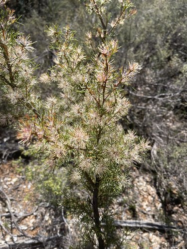Hakea lissocarpha (Honey bush) — photo