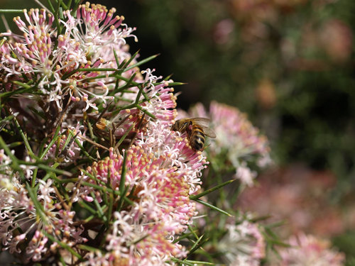 Hakea lissocarpha