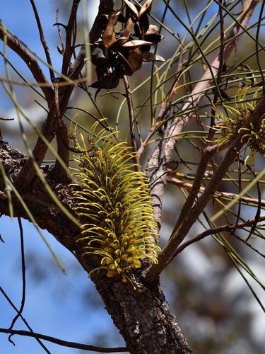 Hakea lorea (Cork Bark) — photo