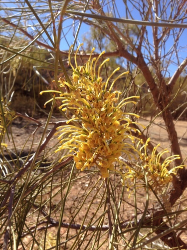 Hakea lorea (Cork Bark) — photo