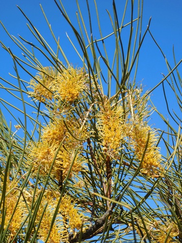 Hakea lorea