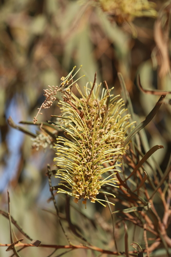 Hakea macrocarpa (Corkwood Tree) — photo