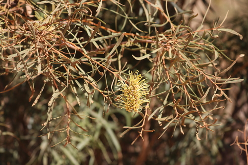 Hakea macrocarpa (Corkwood Tree) — photo
