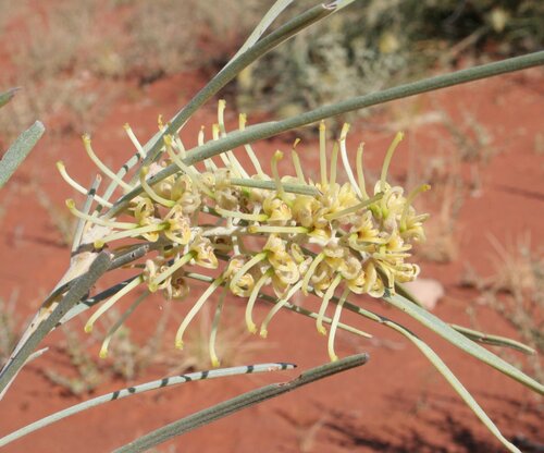 Hakea macrocarpa