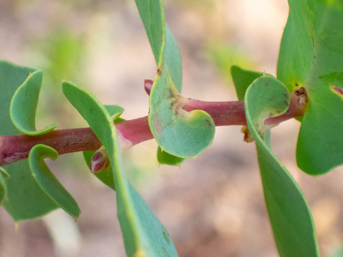 Hakea prostrata (Harsh hakea) — photo
