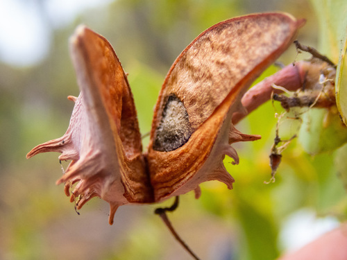 Hakea prostrata