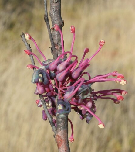 Hakea rhombales — photo
