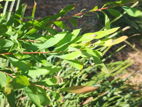 Hakea salicifolia — photo