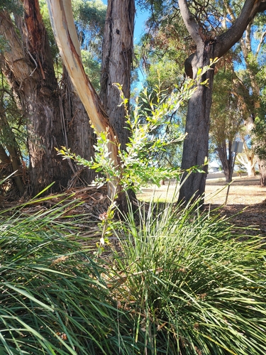 Hakea salicifolia — photo