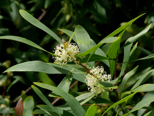 Hakea salicifolia
