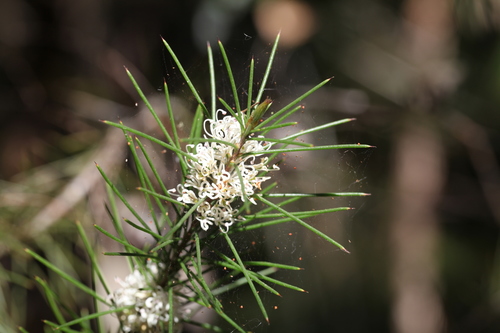 Hakea sericea