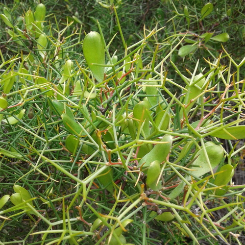 Hakea trifurcata (Two-leaf hakea) — photo