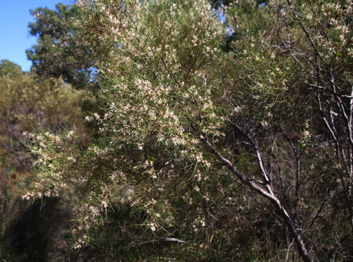 Hakea trifurcata (Two-leaf hakea) — photo