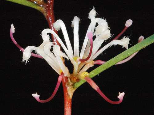 Hakea trifurcata