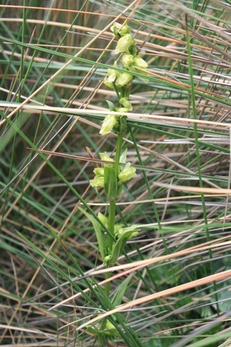 Halenia elata — photo