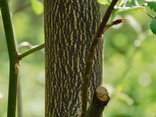 Halesia carolina (Carolina Silverbell) — photo