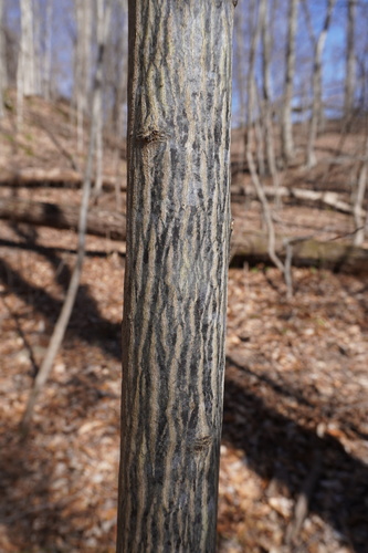 Halesia carolina (Carolina Silverbell) — photo