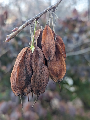Styracaceae