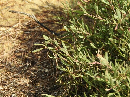 Halimione portulacoides (Sea purslane) — photo