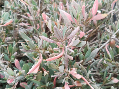 Halimione portulacoides (Sea purslane) — photo