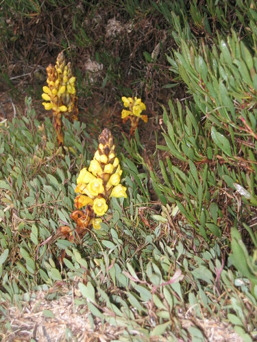 Halimione portulacoides