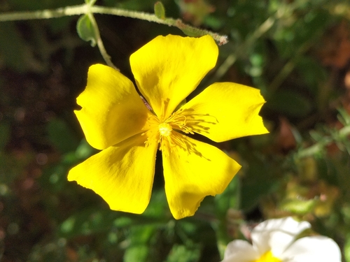 Halimium lasianthum (Lisbon false rock rose) — photo