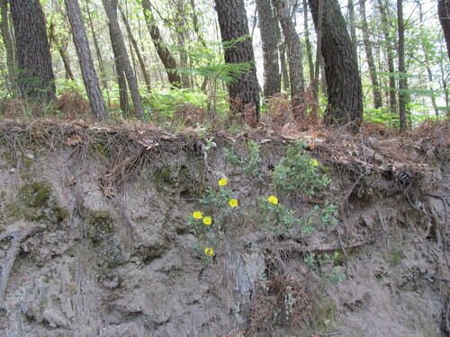 Halimium lasianthum (Lisbon false rock rose) — photo