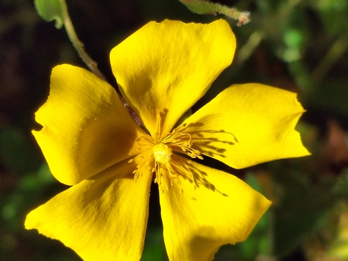 Halimium lasianthum