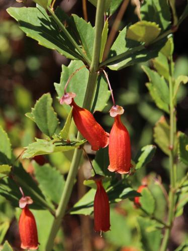 Halleria elliptica