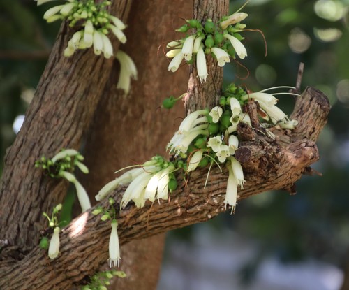 Halleria lucida (African honeysuckle) — photo