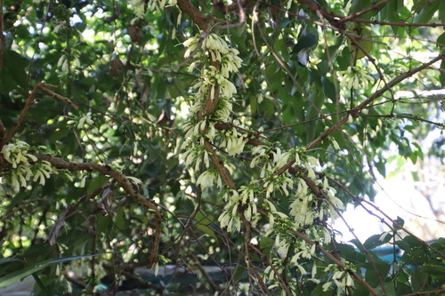 Halleria lucida (African honeysuckle) — photo