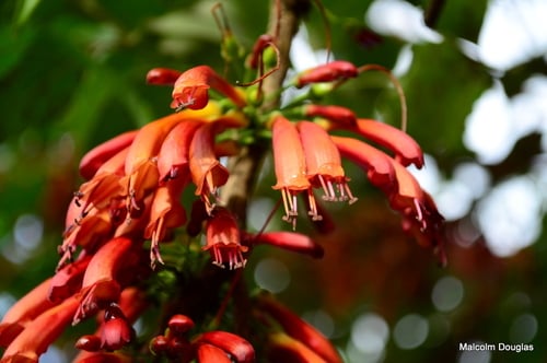 Stilbaceae